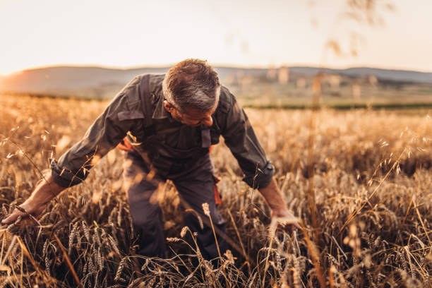 istock Senior farmer examining his crops before harvesting 1134347178