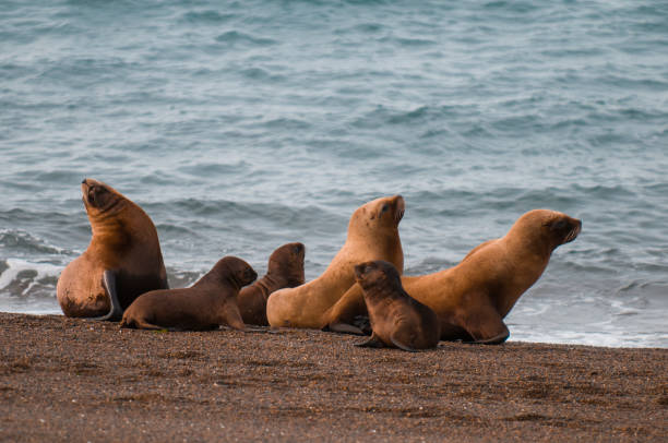 Mother and baby sea lion