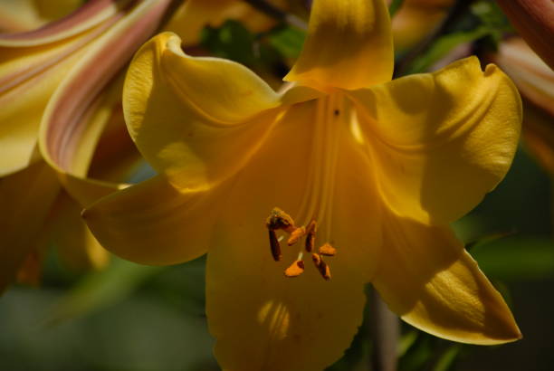 istock Spring flowers of Napa County 1134347389