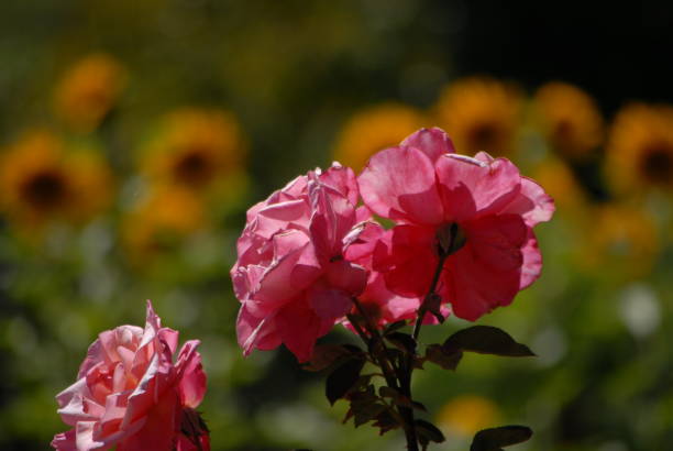 istock Spring flowers of Napa County 1134347390