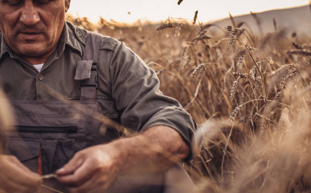 istock Senior farmer resting in field 1134348207