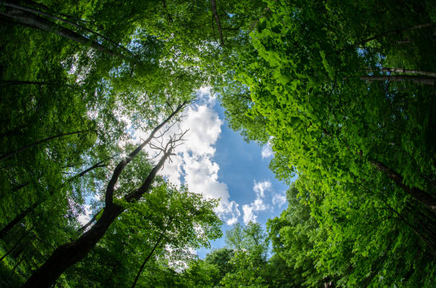 Maquoketa Caves SP - Fisheye View of the Forest stock photo