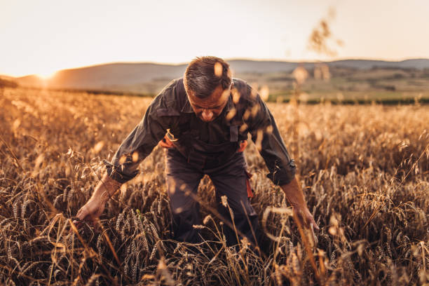 istock Senior farmer at the field 1134350002