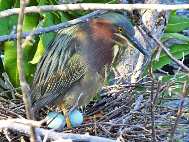 green heron (butorides virescens)in its nest with two blue eggs in the florida wetlands - virescens imagens e fotografias de stock