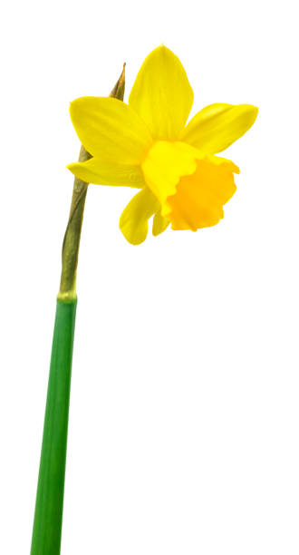 istock Spring floral border, beautiful fresh daffodils flowers. 1134350394