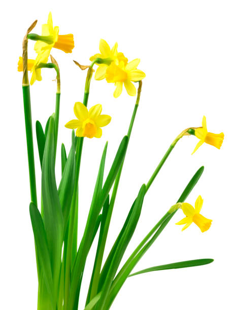 istock Spring floral border, beautiful fresh daffodils flowers. 1134350455