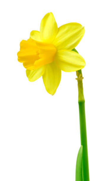 istock Spring floral border, beautiful fresh daffodils flowers. 1134350465