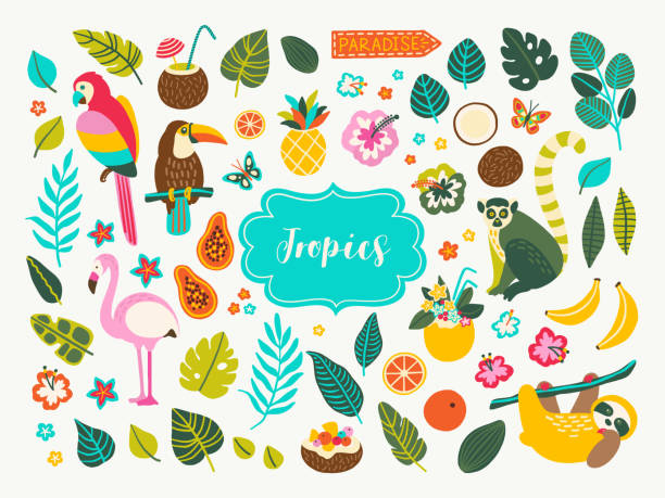 Tropical Collection Set of tropical plants and animals design elements with toucan, parrot, cocktails, leaves, jungle palms, sloth, flamingo, lemur, flowers and fruits. Perfect for summer party decorations, logos. pineapple beach stock illustrations