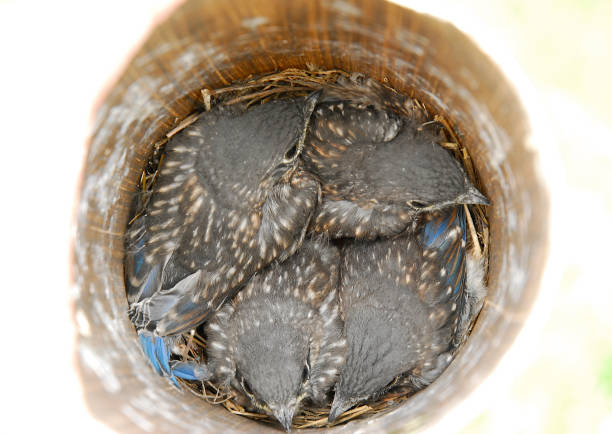 four eastern bluebird babies, feathered and close to leaving nest, shown from top of bird house, looking down on nest filled with birds