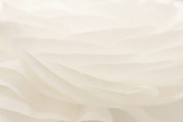 Flower bud. Closeup of a flower bud. Natural background. Background for vegetable design. Natural plant abstraction.