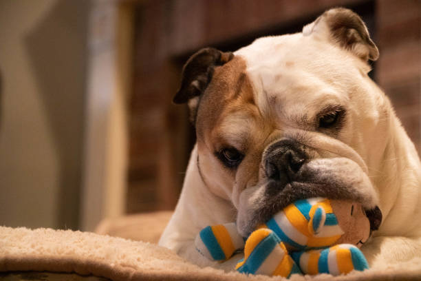 istock English Bulldog Chewing On Toy 1134353861
