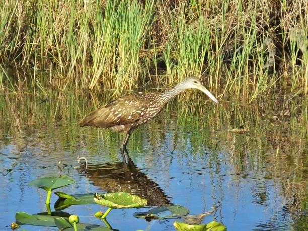 istock Limpkin (Aramus guarauna) walking in the Florida wetlands 1134358992