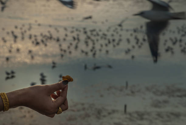 istock See​ seagulls​ at​ Bang​ Pu 1134362350