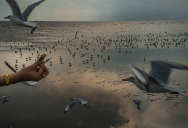 istock See​ seagulls​ at​ Bang​ Pu 1134362352