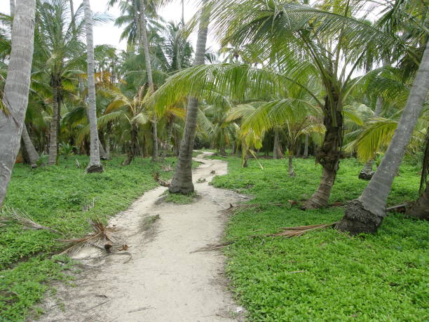 istock Jungle path at Tayrona Park, Colombia 1134363363