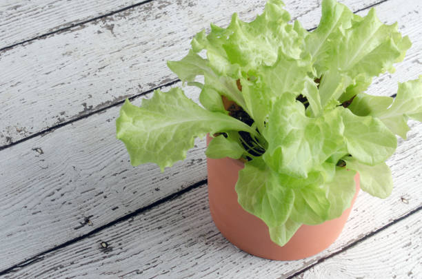 Seedling of Lollo Bionda Lettuce Salat plants in flower pot.
