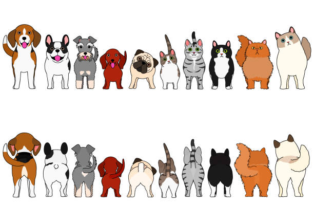 katzen und kleine hunde grenzsetzen - dog group of animals variation in a row stock-grafiken, -clipart, -cartoons und -symbole