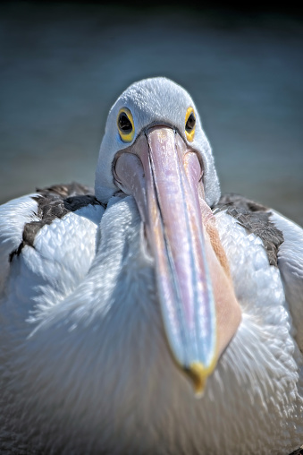 Close up of a pelican on the beach