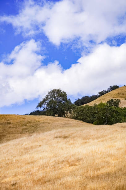collines couvertes d'herbe sèche dans le parc d'état de henry w. coe park, région de la baie de san francisco, californie - dry white blue northern california photos et images de collection