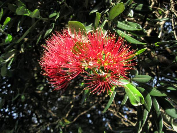 istock Puhutukawa Flower Close-up 1134370404