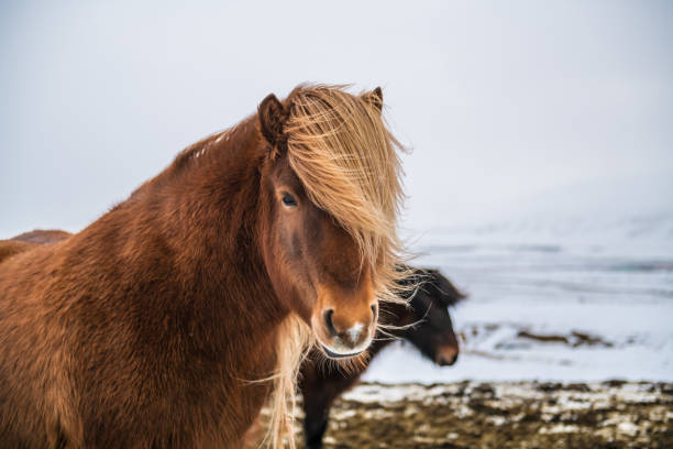 istock Icelandic horses in the snow 1134371453