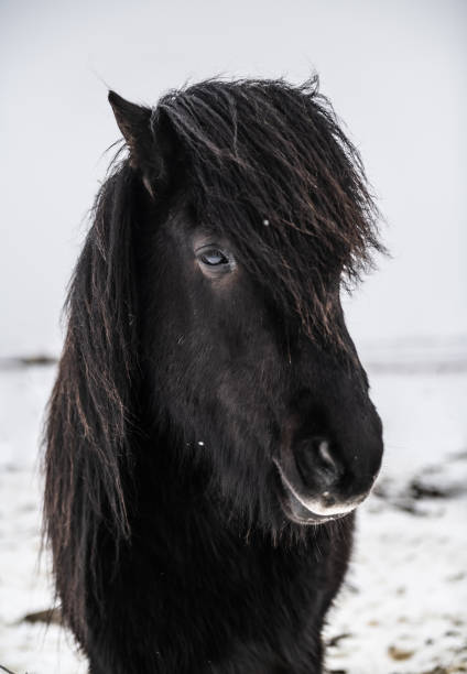 istock Icelandic horses in the snow 1134371486