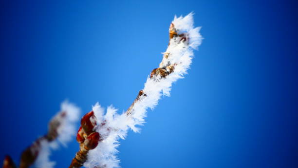 istock Tree branch without snowy and frosted foliage 1134374603
