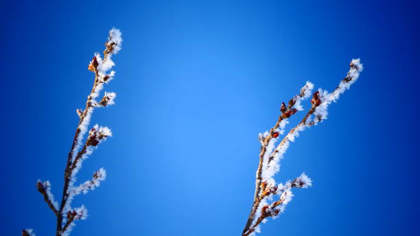 istock Tree Branches without snowy and frosted foliage 1134374714