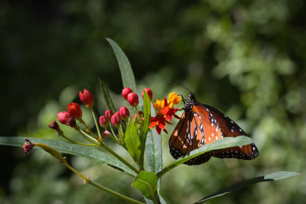 istock A queen butterfly stops to smell the flowers 1134376269