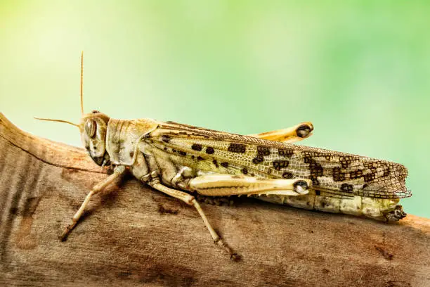 Macro shot of grasshopper. The insect is standing on a branch. Characteristic long back limbs, the mouth, antennas and other details are clearly visible. (shallow DOF)