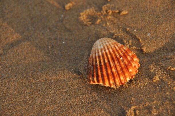 istock Shellfish, snails from the Mediterranean Sea on the beach in Italy. 1134377362
