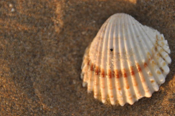 istock Shellfish, snails from the Mediterranean Sea on the beach in Italy. 1134377393