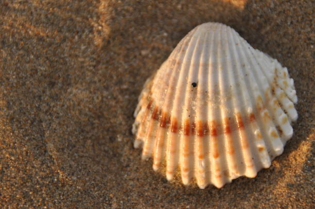 istock Shellfish, snails from the Mediterranean Sea on the beach in Italy. 1134377394