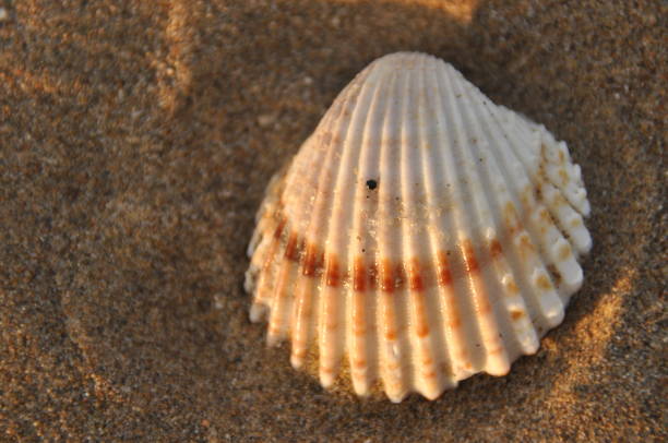 istock Shellfish, snails from the Mediterranean Sea on the beach in Italy. 1134377489