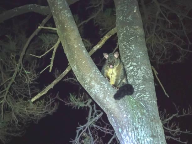 istock australian brush-tailed possum in a tree at tasmania 1134378302