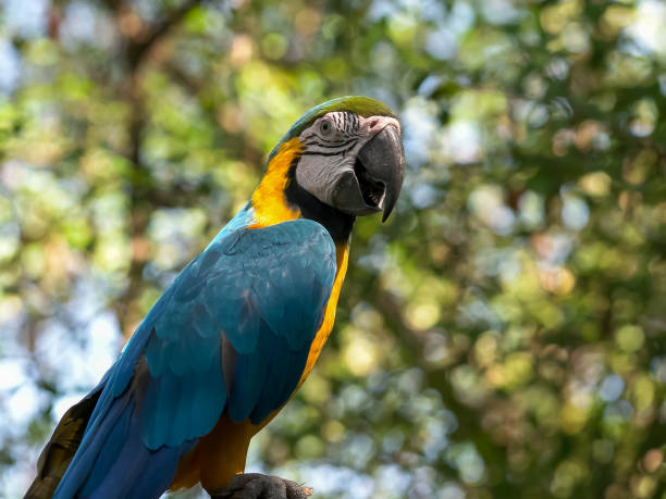 istock blue and gold macaw perched on a tree in ecuador 1134378303