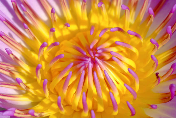 istock Purple pink lotus 1134379087