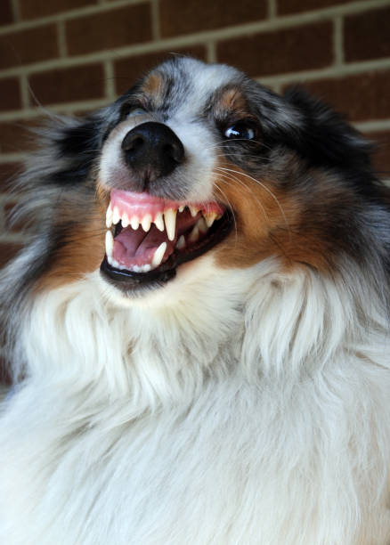 Sheltie snarling and looking vicious Our family dog snarling a warning at us  when we attempt to brush him sheltie blue merle stock pictures, royalty-free photos & images
