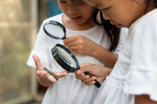 istock Two cute asian child girls using magnifying glass watching and learning on grasshopper that stick on hand 1134379456