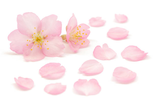 Japanese natural pink cherry blossom isolated on white background