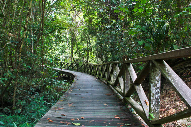 istock A wooden walkway in Niah National Park 1134383585