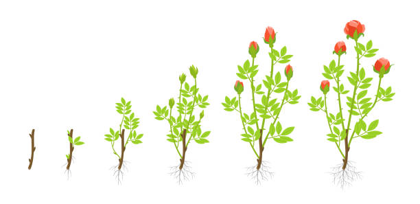 Growth stages of garden roses plant. Vector illustration. Shoots from cuttings. Rosa abyssinica rosaceae. Growth stages of garden roses plant. Vector illustration. Shoots from cuttings. Rosa abyssinica rosaceae. On white background. Grown as ornamental plants in private or public gardens. ornamental plant stock illustrations