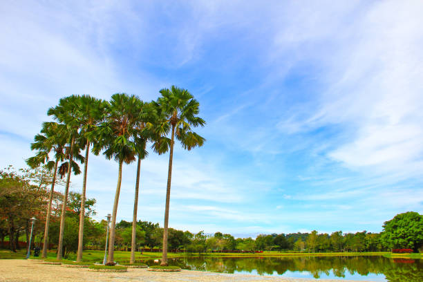 A landscape shot of trees by the lake in a garden on a bright sunny day