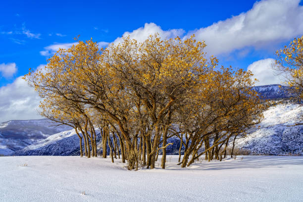 Fresh Snow Mountains with Autumn Hues