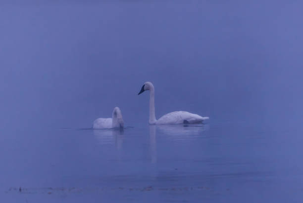 istock After the sun has set - Trumpeter swans in Yellowstone 1134387495