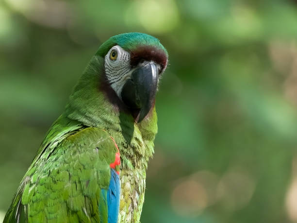 istock close up of a chestnut fronted macaw in ecuador 1134387541