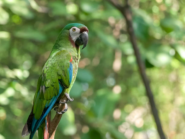 istock chestnut fronted macaw in a park in ecuador 1134387566