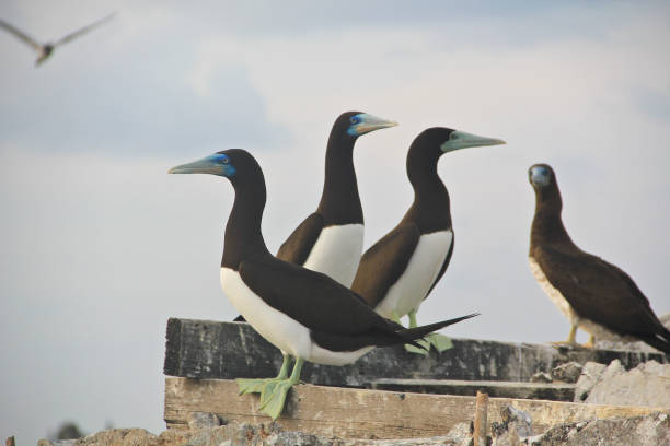 istock Shots of Brown booby bird 1134387859