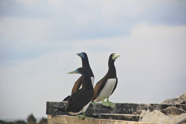 istock Shots of Brown booby bird 1134388437