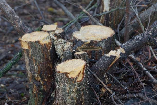 istock many fresh stumps from cut trees in the garden 1134388534